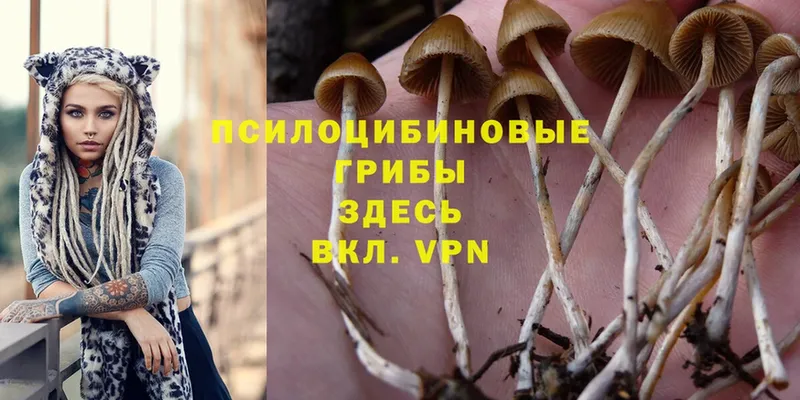 маркетплейс как зайти  Володарск  Псилоцибиновые грибы Magic Shrooms  наркота 